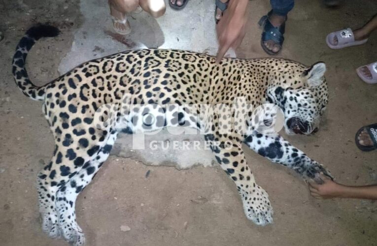 Sacrifican a una hembra Jaguar en la sierra de Atoyac