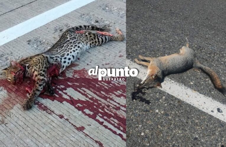 Mueren atropellados un ocelote y un zorro gris en diferentes puntos de Guerrero