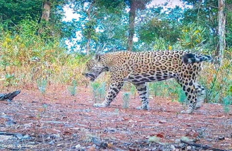 Disminuye el número de ejemplares de jaguar en Guerrero: Semaren