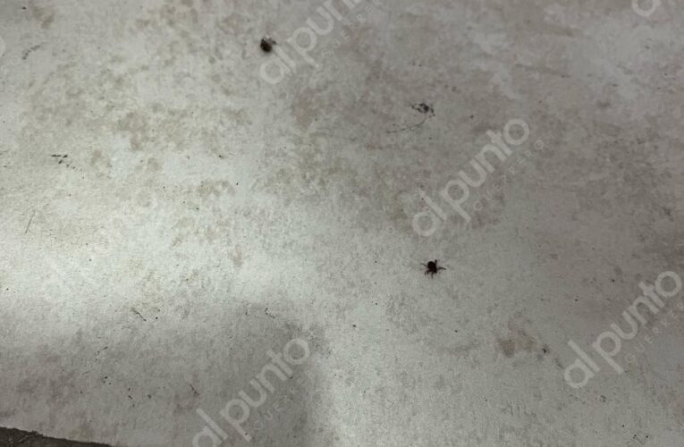 Infestadas de pulgas y garrapatas aulas de la facultad de Derecho de la UAGro en Chilpancingo, denuncian