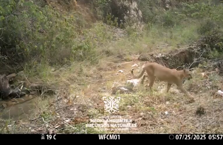 Registran presencia de especies en riesgo y de relevancia ecológica en San Luis Acatlán