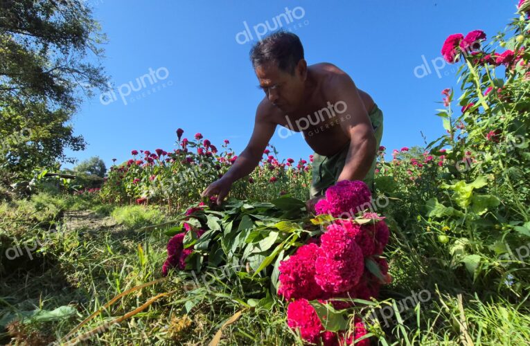 Entre surcos y pétalos dorados: la vida de don Joel, productor de flores en Tixtla
