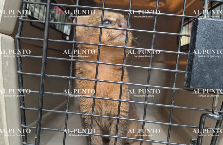 Inician proceso de rehabilitación de jaguarundi hallado en Ñuu Savi para su liberación
