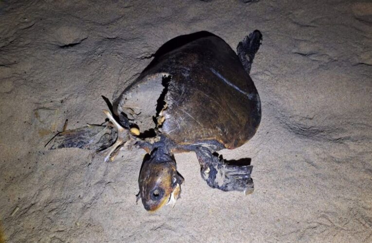 Denuncian muertes de tortugas en playas de Coyuca; acusan falta de intervención oficial