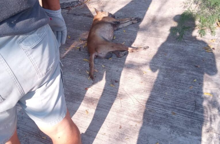 Indignación en Ciudad Altamirano por muerte de perro con una pala