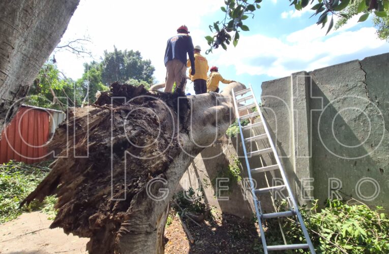 Cae rama de un árbol y provoca daños en tres viviendas de Chilpancingo