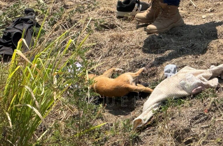 Semefo resguardó cuerpo de perrito fallecido tras accidente en Acapulco