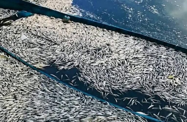 Mueren miles de peces en el sistema lagunar de Barra Vieja; SEMAREN investiga las causas