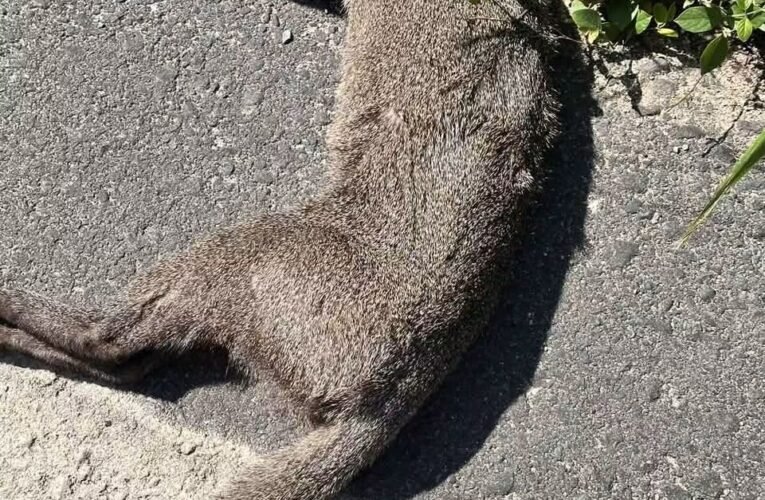 Atropellan a yaguarundi en la carretera Y Griega-San Jerónimo; alertan por muerte de fauna silvestre