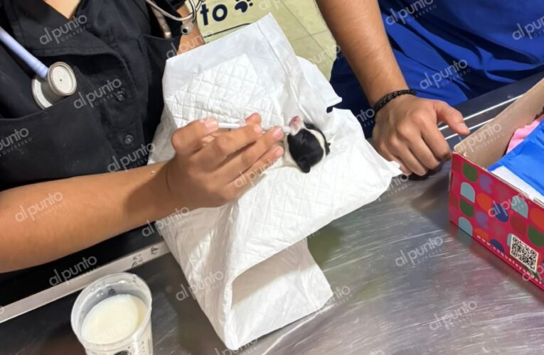 Rescatan a tres cachorros recién nacidos de entre la basura en Chilpancingo