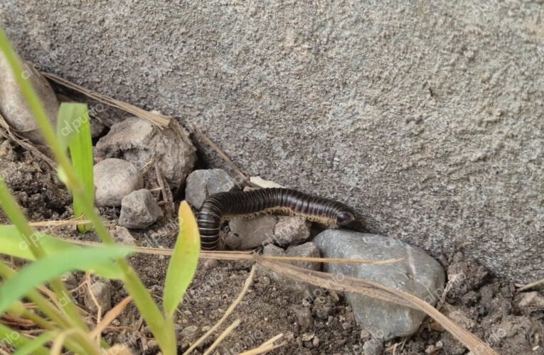 Deterioro de aulas en una primaria en Chilpancingo provoca plaga de ciempiés